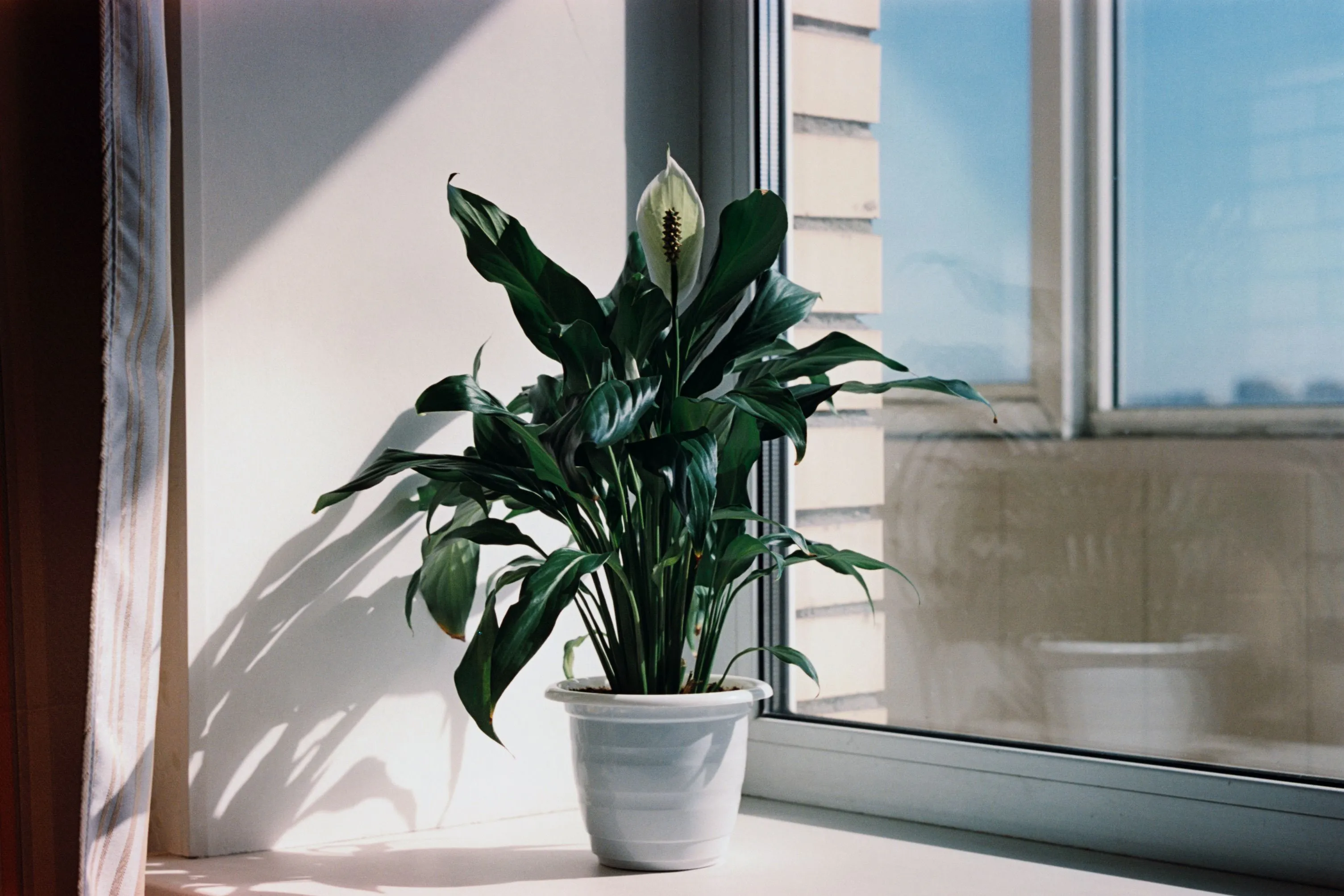 小宅植栽