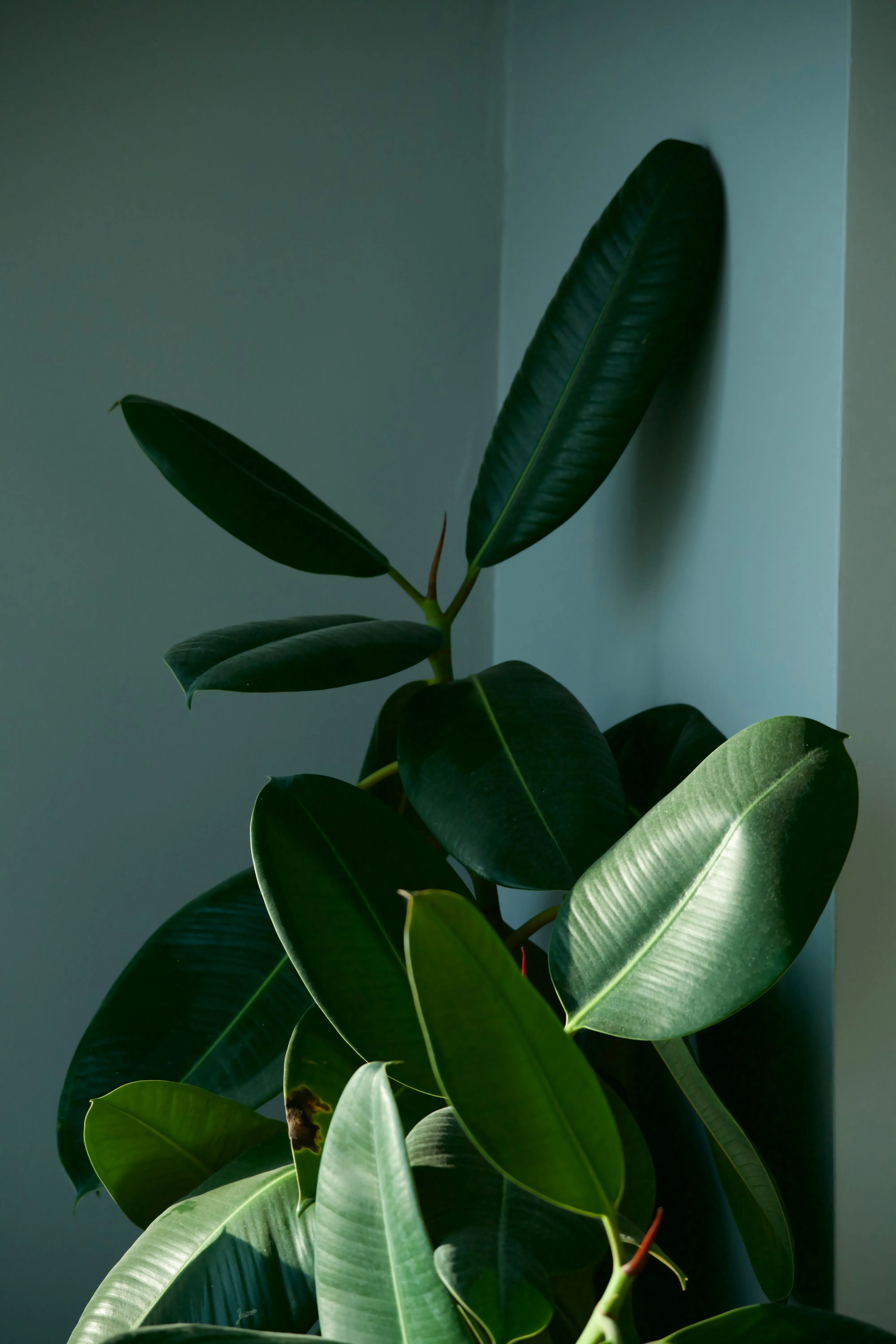 耐陰植物